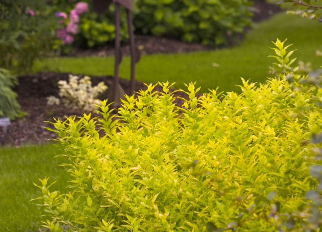 Chardonnay Pearls® Deutzia (Deutzia gracilis 'Chardonnay Pearls') - 2 gallon 10"