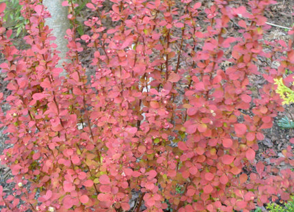 Orange Rocket Barberry (Berberis thunbergii 'Orange Rocket') - 2 gallon 15"
