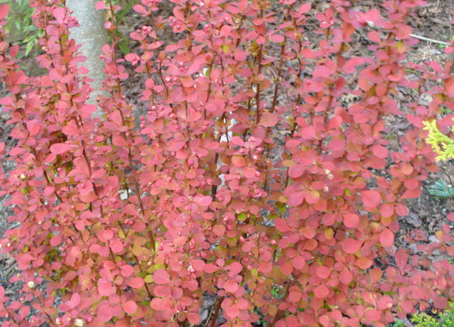 Orange Rocket Barberry (Berberis thunbergii 'Orange Rocket') - 2 gallon 15"