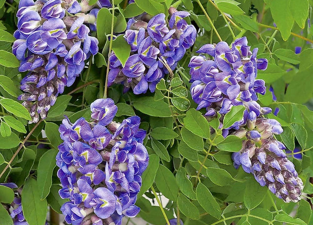 Amethyst Falls Wisteria (Wisteria FR 'Amethyst Falls') - 2 gallon 20" TRELLIS
