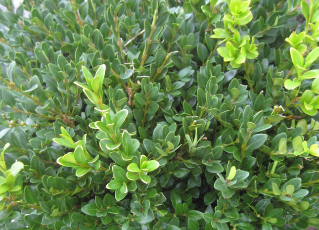 Green Velvet Boxwood (Buxus microphylla 'Green Velvet') - 2 gallon 12"
