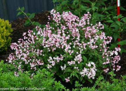 Yuki Cherry Blossom® Deutzia (Deutzia yuki 'Cherry Blossom') - 2 gallon 12"