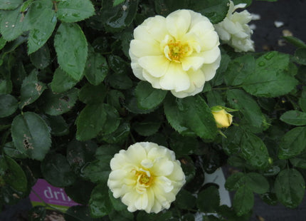 Popcorn Drift® Rose (Rosa 'Drift Popcorn') - 1 gallon