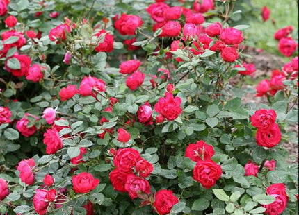 Oso Easy Double Red® Rose (Rosa 'Oso Easy Double Red') - 2 gallon