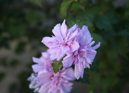 Blushing Bride Rose of Sharon (Hibiscus syriacus 'Blushing Bride') - 1 gallon