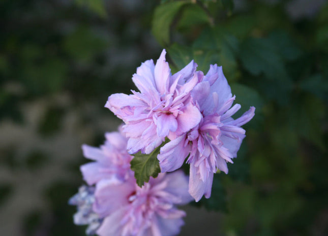 Blushing Bride Rose of Sharon (Hibiscus syriacus 'Blushing Bride') - 1 gallon