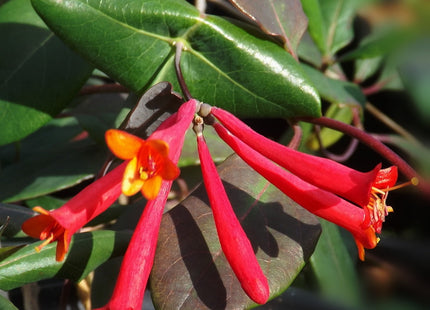 Major Wheeler Honeysuckle (Lonicera sempervirens 'Major Wheeler') - 2 gallon