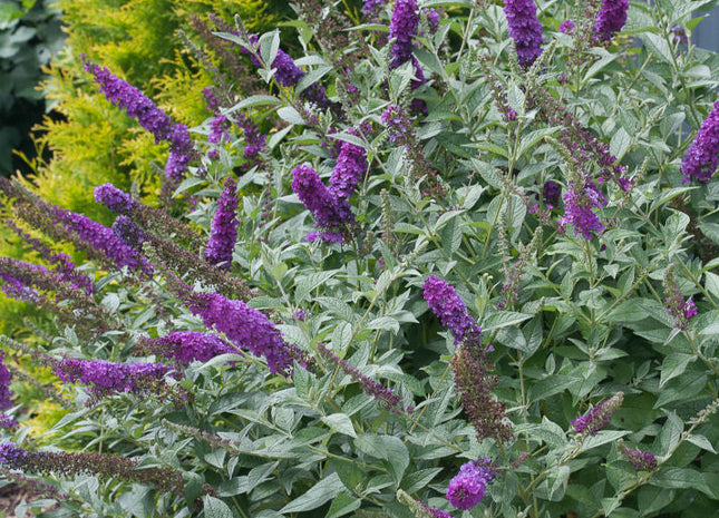 'Miss Violet' Butterfly bush (Buddleia x ’Miss Violet’) - 3 gallon