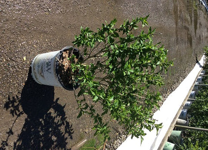 Proven Winners® Color Choice® Lil’ Kim® Violet Rose of Sharon (Hibiscus syriacus ‘SHIMRV24’) - 2 gallon