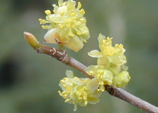Spicebush (Lindera benzoin) - 3 gallon 18"