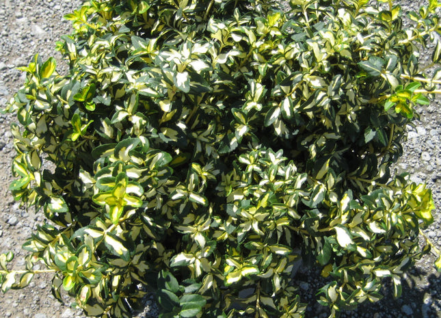 Moonshadow™ Euonymus (Euonymus fortunei 'Moonshadow') - QT