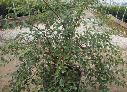 Renaissance Spiraea (Spiraea x vanhouttei 'Renaissance') - 1 gallon