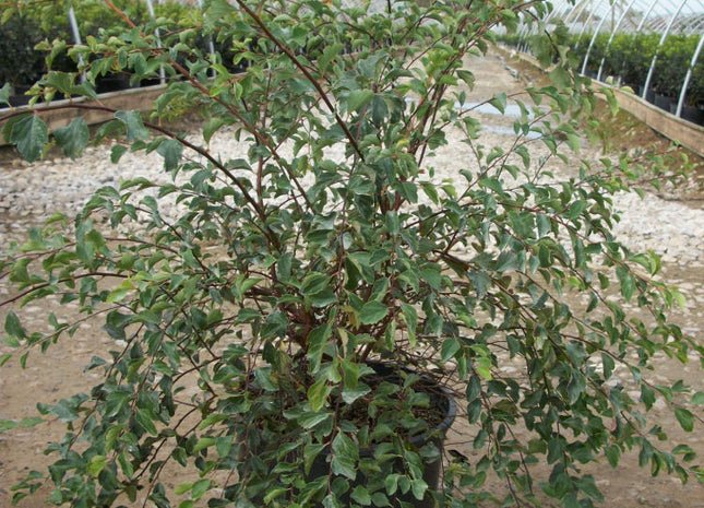 Renaissance Spiraea (Spiraea x vanhouttei 'Renaissance') - 1 gallon