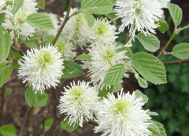 Mount Airy Dwarf Fothergilla (Fothergilla gardenii 'Mount Airy') - 3 gallon 12"