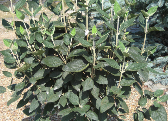 Allegany Viburnum (Viburnum rhytidophyllum 'Alleghany') - 3 gallon 18-24"