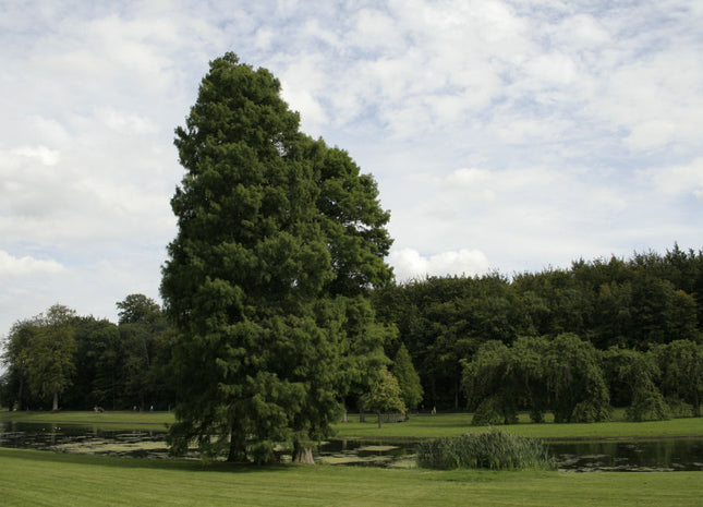 Baldcypress (Taxodium distichum) - 3 gallon 36"