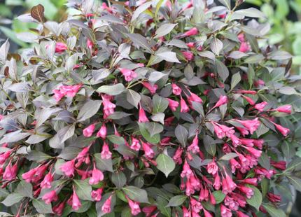 Midnight Wine Shine® Weigela (Weigela florida 'Elvera') - 3 gallon 12"