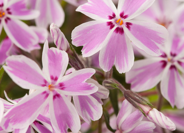 Candy Stripe Creeping Phlox (Phlox subulata 'Candy Stripe') - 1 gallon