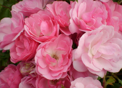 Pinktopia Rose (Rosa E.E 'Pinktopia') - 2 gallon