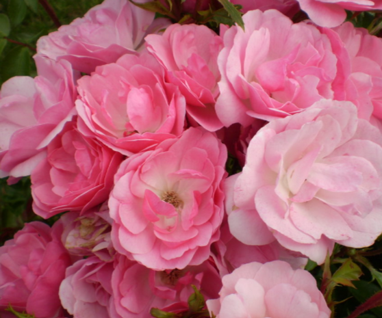 Pinktopia Rose (Rosa E.E 'Pinktopia') - 2 gallon