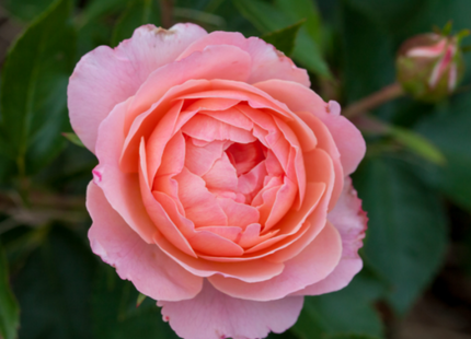 Calypso Rose (Rosa E.E 'Calypso') - 2 gallon