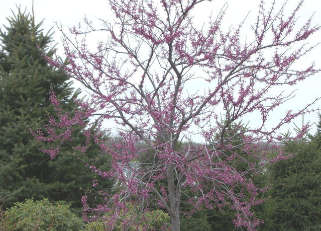 Eastern Redbud (Cercis canadensis) - 3 gallon