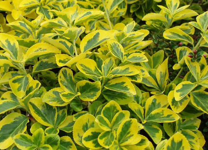 Emerald ‘n Gold Wintercreeper (Euonymus fortunei 'Emerald N Gold') - 2 gallon 10"