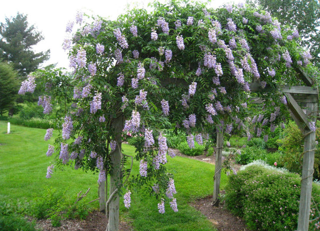 Blue Moon Wisteria (Wisteria macrostachya 'Blue Moon') - 3 gallon 30" TRELLIS
