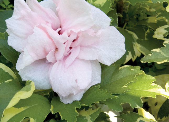 Sugar Tip® Rose of Sharon (Hibiscus syriacus 'America Irene Scott') - 1 gallon