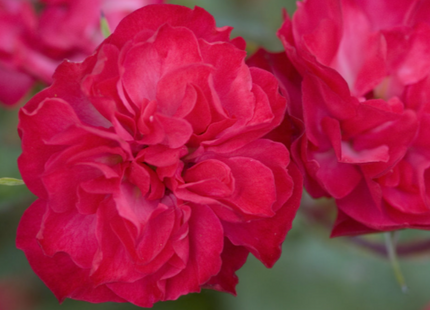 Mystic Fairy® Rose (Rosa E.E 'Mystic Fairy') - 2 gallon