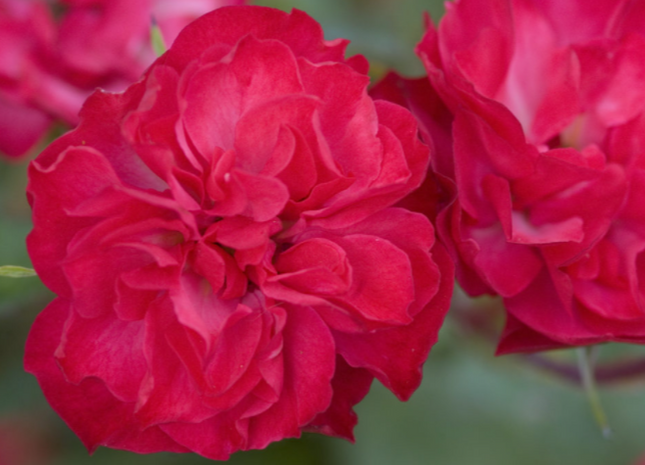 Mystic Fairy® Rose (Rosa E.E 'Mystic Fairy') - 2 gallon