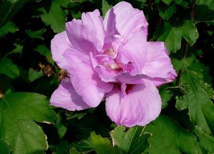 Ardens Rose of Sharon (Hibiscus syriacus 'Ardens') - 1 gallon