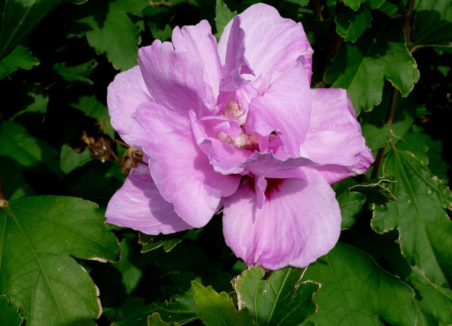 Ardens Rose of Sharon (Hibiscus syriacus 'Ardens') - 1 gallon
