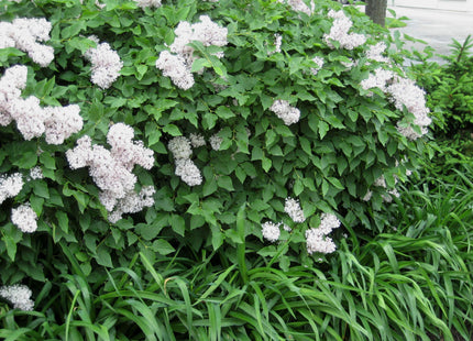 Miss Kim Lilac (Syringa patula 'Miss Kim') - 2 gallon