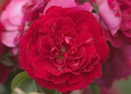 Paint the Town Rose (Rosa E.E 'Paint The Town') - 2 gallon