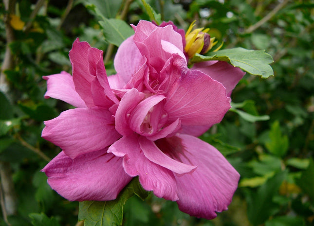 Lucy Rose of Sharon (Hibiscus syriacus 'Lucy') - 1 gallon
