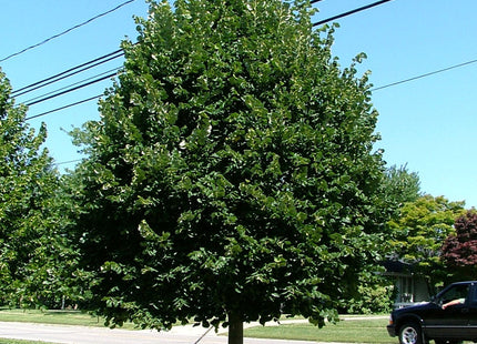Greenspire™ Littleleaf Linden (Tilia cordata 'Greenspire') - 3 gallon 4'-5' WHIP
