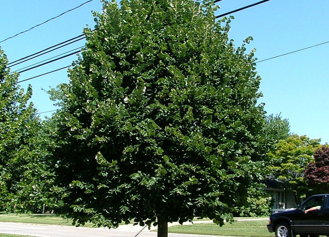 Greenspire™ Littleleaf Linden (Tilia cordata 'Greenspire') - 3 gallon 4'-5' WHIP