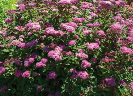 Empire® Ice Dragon™ Spiraea (Spiraea empire 'Ice Dragon') - 1 gallon