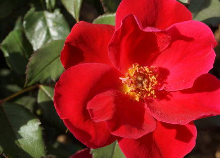 Miracle on the Hudson™ Rose (Rosa miracle 'On The Hudson') - 3 gallon