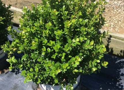 Sprinter® Boxwood (Buxus microphylla 'Sprinter') - 3 gallon