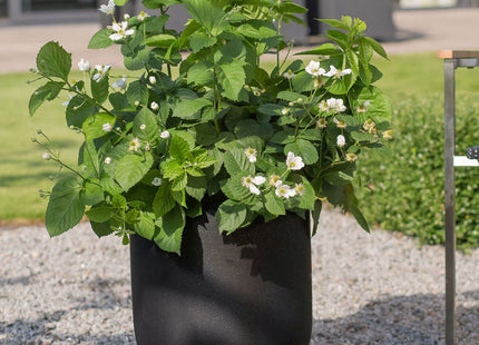 Baby Cakes® Blackberry (Rubus baby 'Cakes') - 1 gallon