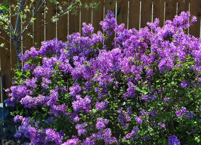 Bloomerang® Dark Purple Lilac (Syringa x 'Penda') - 3 gallon 15"