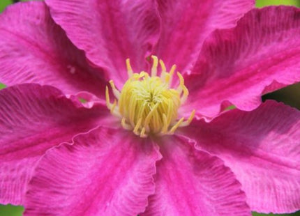 Abilene™ Clematis (Clematis abilene 'Abilene') - 1 gallon