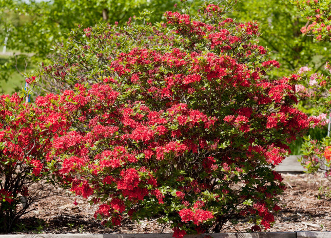 First Editions® Electric Lights™ Red Azalea (Rhododendron ‘UMNAZ 502’) - 3 gallon 15"