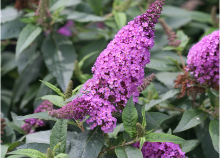Pugster Periwinkle® Butterfly Bush (Buddleia 'Pugster Periwinkle') - 3 gallon