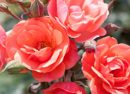 Coral Knock Out® Rose (Rosa K.O 'Radyod') - 3 gallon