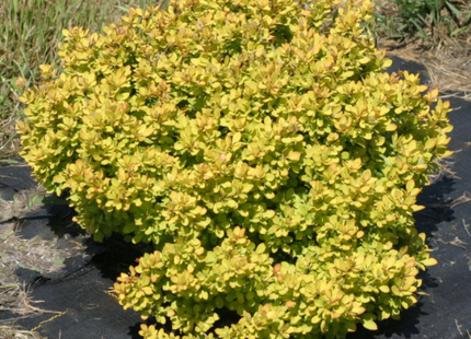 Sunjoy® Mini Saffron Barberry (Berberis thunbergii 'Sunjoy Mini Saffron') - 2 gallon 10"