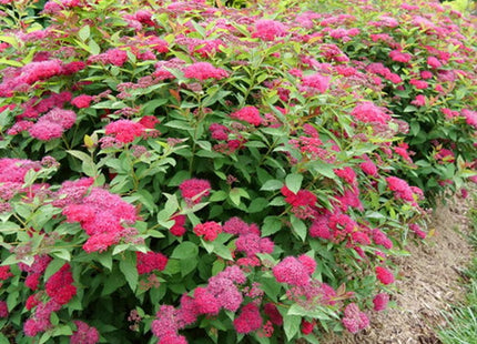 Double Play Doozie® Spirea (Spiraea JAP 'Dbl Play Doozie') - 3 gallon 15"
