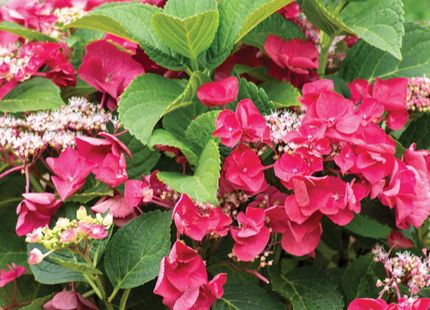 Cherry Explosion™ Hydrangea (Hydrangea macrophylla 'Cherry Explosion') - 3 gallon